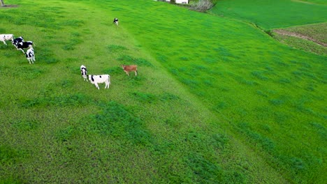 drone-view-of-cows-grazing-in-green-fields-on-the-São-Miguel-island---Azores,-Portugal