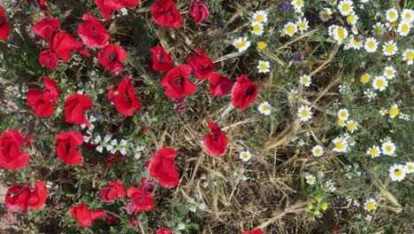 Flug-Mit-Einer-Drohne-Mit-Einer-Draufsicht-über-Eine-Gruppe-Von-Blumen,-Die-Im-Bild-In-Zwei-Teile-Geteilt-Sind,-Auf-Der-Einen-Seite-Sind-Die-Leucanthermum-Vulgare-Und-Auf-Der-Anderen-Die-Papaver-Rhoeas-L