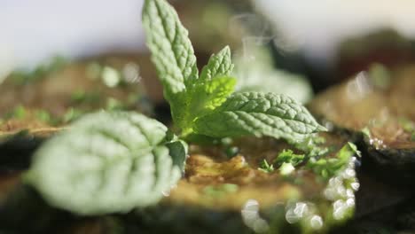 Close-shot-of-small-green-mint-spice-leaves-emerging-from-the-ground-in-focus