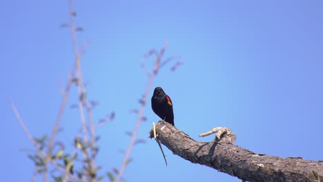 Red-winged-blackbird-perched-on-a-branch-singing