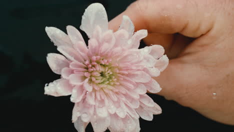 Females-hand-spinning-water-off-of-pink-flower-with-water-droplets-flying-in-extreme-slow-motion