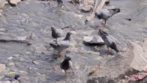 pigeon-settling-on-polluted-water