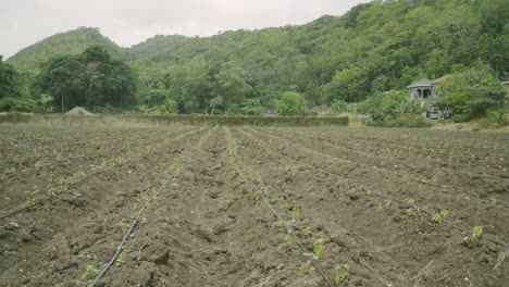 Nice-wide-shot-of-a-pepper-plant-farming-field-and-cultivation-of-fresh-healthy-crops