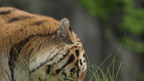 Primer-Plano-De-Un-Tigre-Salvaje-Comiendo-Hierba-Con-Fondo-Bokeh