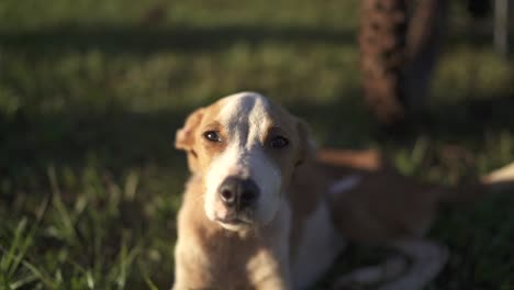 Un-Perro-Curioso-Mirando-A-La-Cámara-En-Una-Cautivadora-Cámara-Lenta