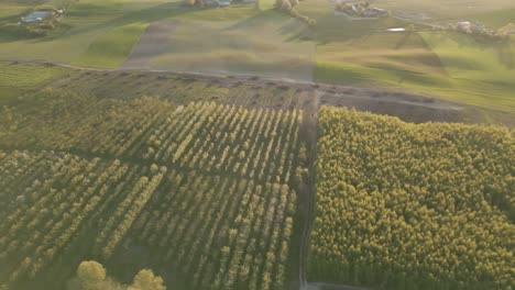 High-aerial-pivot-reveals-apple-orchard-in-lush-Pomeranian-countryside-at-sunset