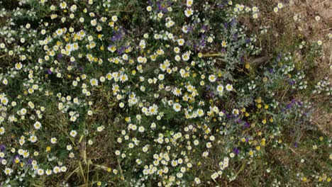 Ich-Fliege-Mit-Einer-Drohne-Von-Oben-über-Eine-Gruppe-Von-Blumen,-Bei-Denen-Es-Sich-Meist-Um-Gewöhnliche-Gänseblümchen-Handelt,-Aber-Auch-Andere-Wie-Rote-Mohnblumen-Und-Andere-Sorten-Mit-Unterschiedlichen-Farben-Erscheinen