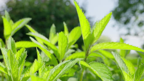 Fresh-peppermint-leaves-swaying-gently-on-a-sunny-day