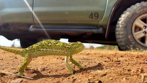 Chameleon-Timelapse---Walking-On-A-Dirt-Road