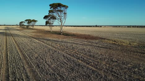 Vuelo-Bajo-Con-Drones-Sobre-Un-Enorme-Campo-De-Trigo-Poscosecha-En-El-Oeste-De-Australia