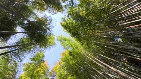 Looking-Up-on-Bamboo-Forest---Arashiyama-Bamboo-Grove-In-Kyoto,-Japan