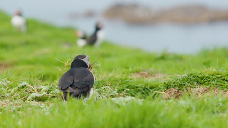 Atlantic-Puffin-tugging-on-dried-grass-with-his-beak-to-gather-nesting-material-but-tumbles-over-on-Lunga-Island,-Scotland---Slomo