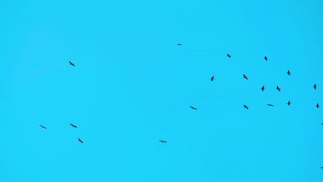 Flock-Of-Birds-Flying-In-The-Blue-Sky---Low-Angle-Shot