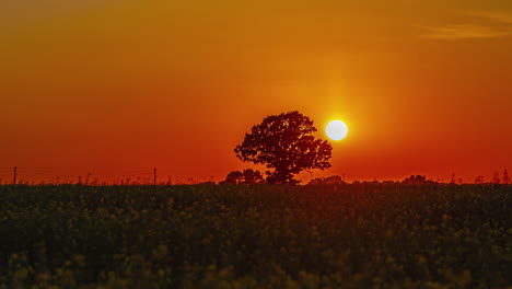 Der-Zeitraffer-Fängt-Den-Sonnenuntergang-Hinter-Einem-Einsamen-Baum-Auf-Einem-Weiten-Feld-Ein-Und-Wirft-Einen-Warmen,-Goldenen-Schein-über-Die-Landschaft