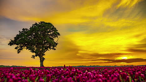 Trifolium-incarnatum-in-the-foreground