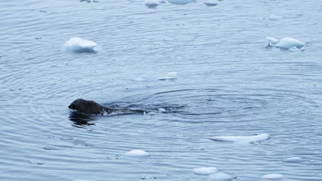 Slow-Motion-Antarctic-Fur-Seal-Swimming-in-the-Water-in-the-Southern-Ocean-Sea-on-the-Antarctic-Peninsula-in-Antarctica,-Marine-Animals-and-Wildlife-in-Icy-Cold-Sea-with-Ice,-Aerial-Drone-Shot