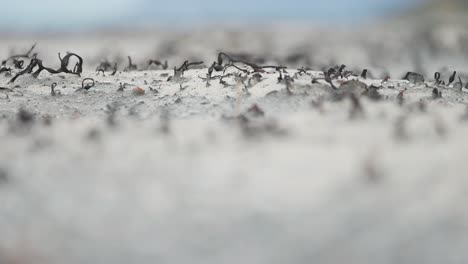 Tiny-dry-plants-and-seaweed-on-the-sandy-beach