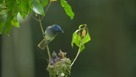 La-Madre-Ave-Monarca-De-Nuca-Negra-Llega-A-Sus-Hijos-Con-Comida-Y-Luego-Vuelve-A-Volar