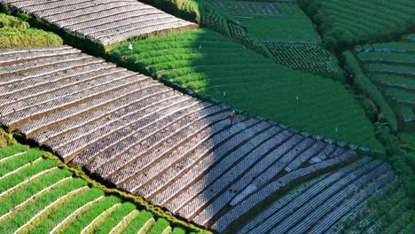 Ein-Bauer-Bei-Der-Arbeit,-Der-Seine-Ernte-Auf-Der-Plantage-Am-Berghang-Besprüht