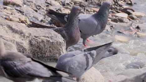 Pigeon-drinking-polluted-sea-water_carter-Road-Bandra