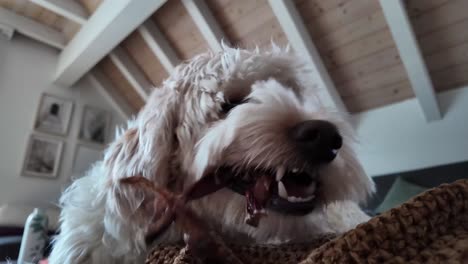 Adorable-charming-white-fluffy-dog-enjoying-its-chew-toy-on-a-cozy-couch,-playful-and-relaxing-moment-in-closeup,-pet-cuteness-and-comfort