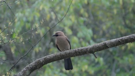 Aves-Raras-De-Nepal