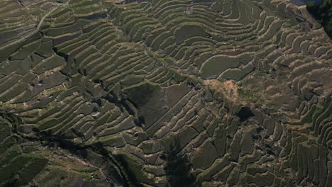 Aerial-drone-shot-flying-over-layers-of-bright-green-rice-terraces-in-the-mountains-of-Sapa,-Vietnam