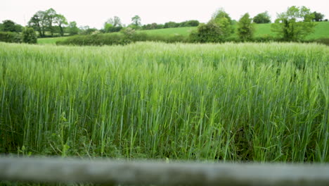 Un-Campo-De-Cebada-En-Una-Granja-En-Irlanda-Del-Norte.