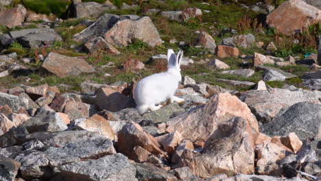 Cámara-Lenta-De-Liebre-ártica,-Conejo-Blanco-Saltando-Sobre-Rocas-En-El-Paisaje-De-Groenlandia