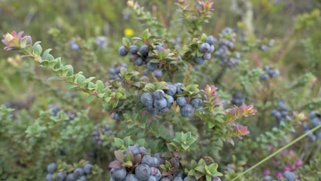 Close-Up-Narrow-Focal-Length-Shot-Of-Arandano,-Plants-of-mortiños-Exotic-Fruit