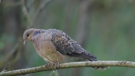 Seltene-Vögel-Nepals