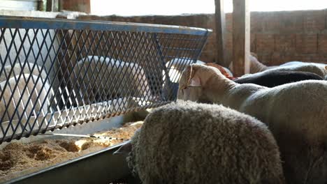 A-sacrificial-goat-is-being-fed-at-a-makeshift-livestock-market-ahead-of-the-Muslim-festival-of-Eid-al-Adha,-in-Turkey