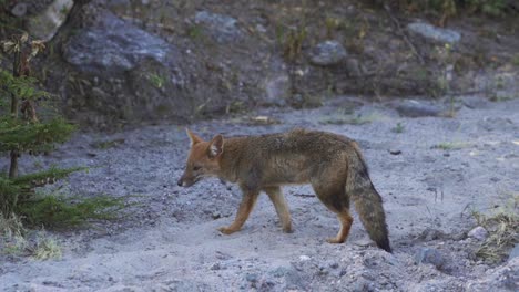 Ein-Kleiner-Wolf-In-Zeitlupe-Aufgenommen