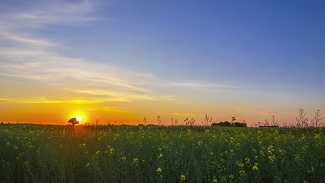 Farbenfroher-Sonnenuntergang-Im-Zeitraffer,-Orangefarbener-Und-Blauer-Himmel-Mit-Blumen-Im-Vordergrund