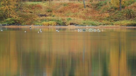 Ein-Schwarm-Möwen-Schwimmt-Auf-Dem-Wasser-In-Ufernähe