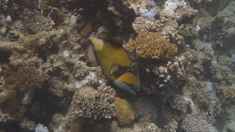 Large-triggerfish-swimming-very-close-by-in-4k