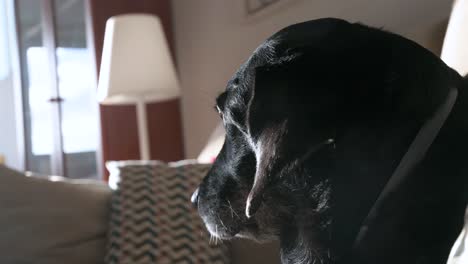 An-older-Labrador-rests-on-a-couch-on-a-sunny-day