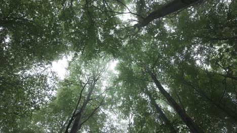 Luz-Del-Sol-Atravesando-Altos-árboles-De-Dosel,-Ramas,-Hojas,-Naturaleza