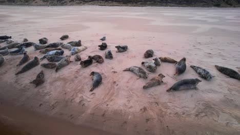 Group-of-Seals-drone-Resting-on-Sandy-Beach-in-aerial-view