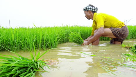 Indian-senior-male-farmer-pulling-out-young-rice-plant-for-transplantation