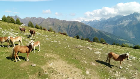 Aerial-drone-shot-of-a-group-of-wild-mountain-horses-grazing