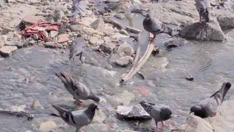 Palomas-Sentadas-En-Agua-Contaminada