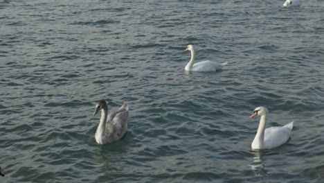 Group-of-swans-swimming-on-lake