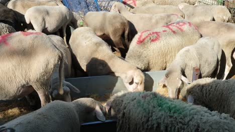 A-sacrificial-goat-is-being-fed-at-a-makeshift-livestock-market-ahead-of-the-Muslim-festival-of-Eid-al-Adha,-in-Turkey