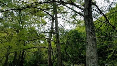 Impresionantes-Imágenes-Tomadas-Con-Drones-De-Un-Río-Sereno-Que-Fluye-A-Través-De-Un-Frondoso-Bosque-Verde,-Perfectas-Para-Documentales-De-Naturaleza,-Vlogs-De-Viajes-Y-Proyectos-Medioambientales.