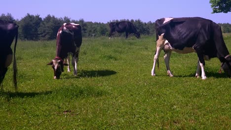 Dos-Vacas-Lecheras-Pastando-En-Smiley-Hill-Farm-Westbrook,-Maine