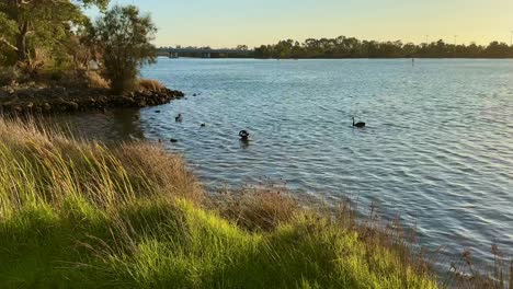 Black-Swans-on-Swan-River,-in-Perth,-WA-with-early-morning-golden-sunlight