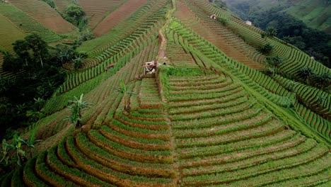 Die-Terrassen-Der-Panyaweuyan-Plantage-Säumen-Die-Landwirtschaftlichen-Nutzpflanzen-An-Den-Vulkanischen-Hängen-Der-Indonesischen-Landschaft