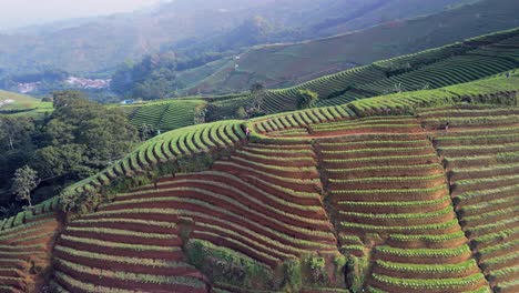 Terrazas-De-Plantaciones-Panyaweuyan-Agricultura-Espectacular-Cultivos-Agrícolas-Abrazando-Las-Laderas-Volcánicas-Del-Paisaje-De-Indonesia