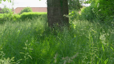 Ruhige-Wiese-Mit-üppigem-Grünem-Laub-Und-Ruhiger-Atmosphäre